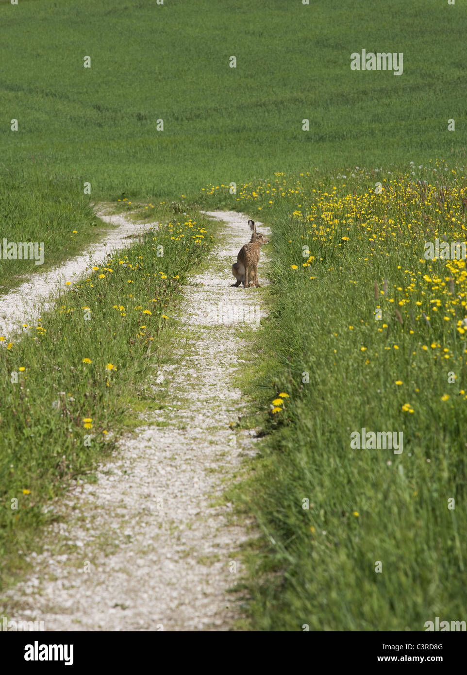 Rabbit sitting on dirt track in field Stock Photo Alamy