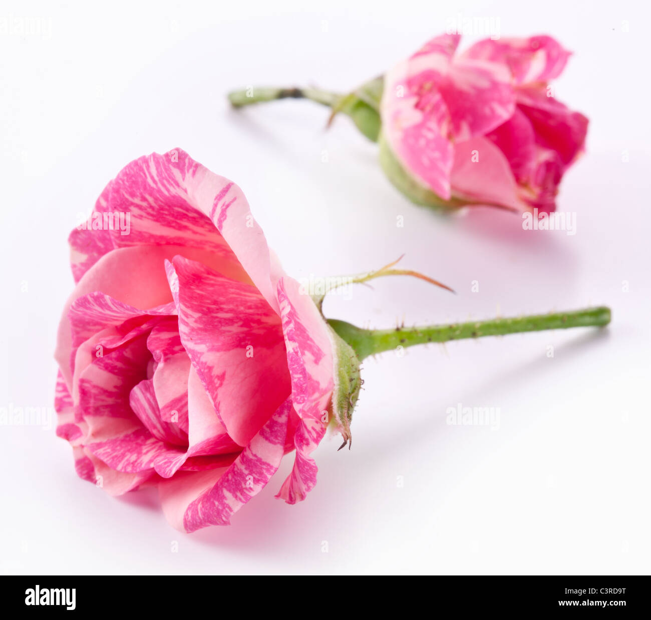 Blossom symbol hi-res stock photography and images - Alamy