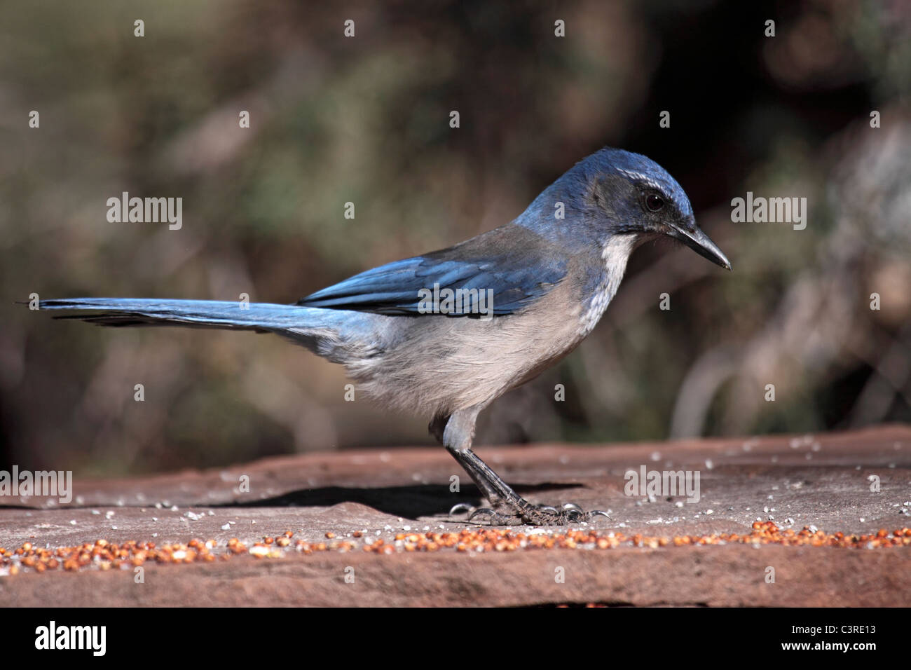 Western scrub jay in Arizona Stock Photo Alamy