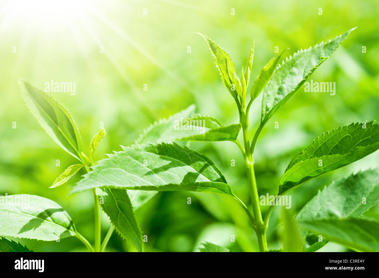 Tea leaves at a plantation in the beams of sunlight. Stock Photo
