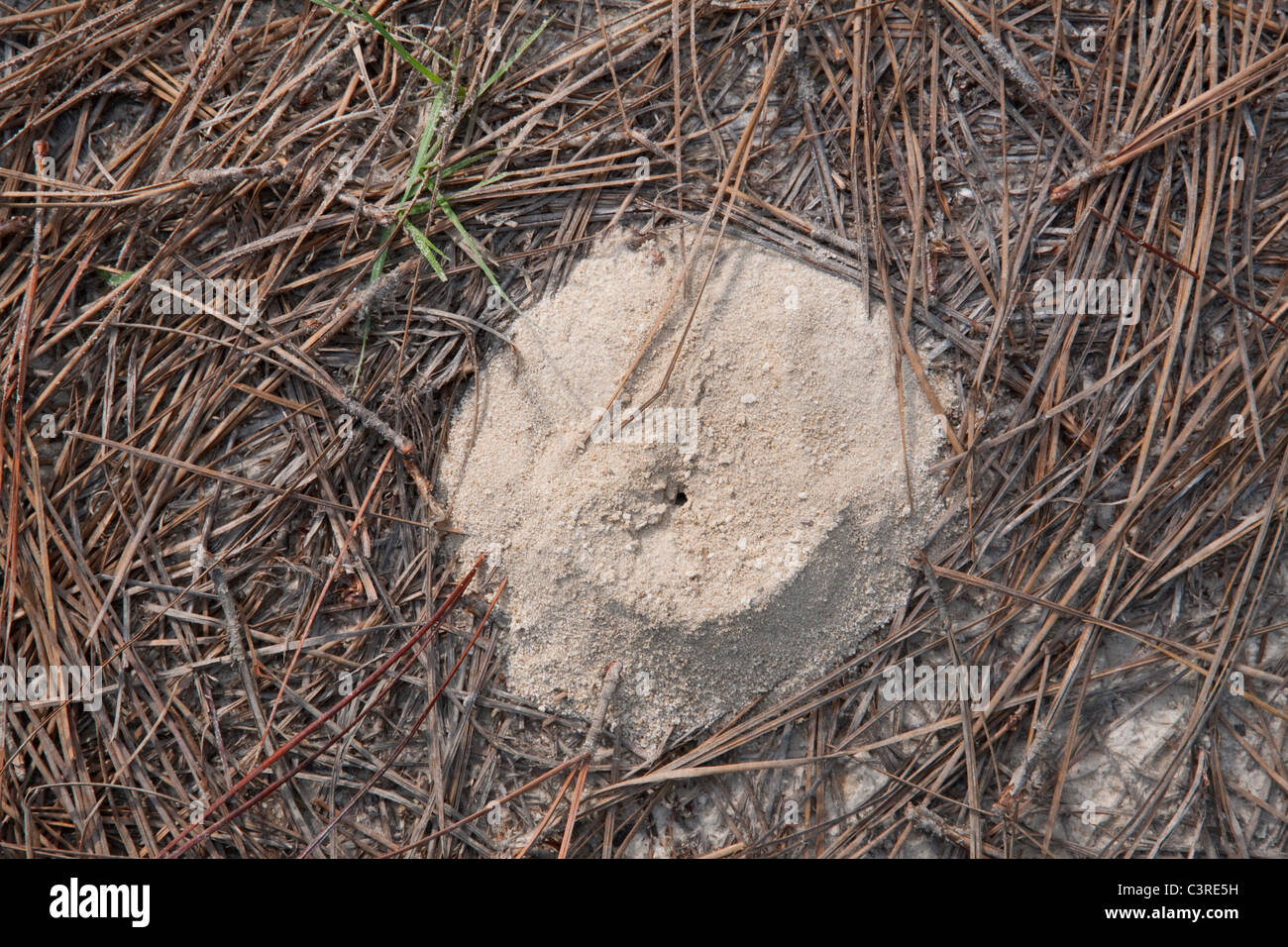 Red Ant  (Solenopsis species) Hill Northern Florida USA Stock Photo