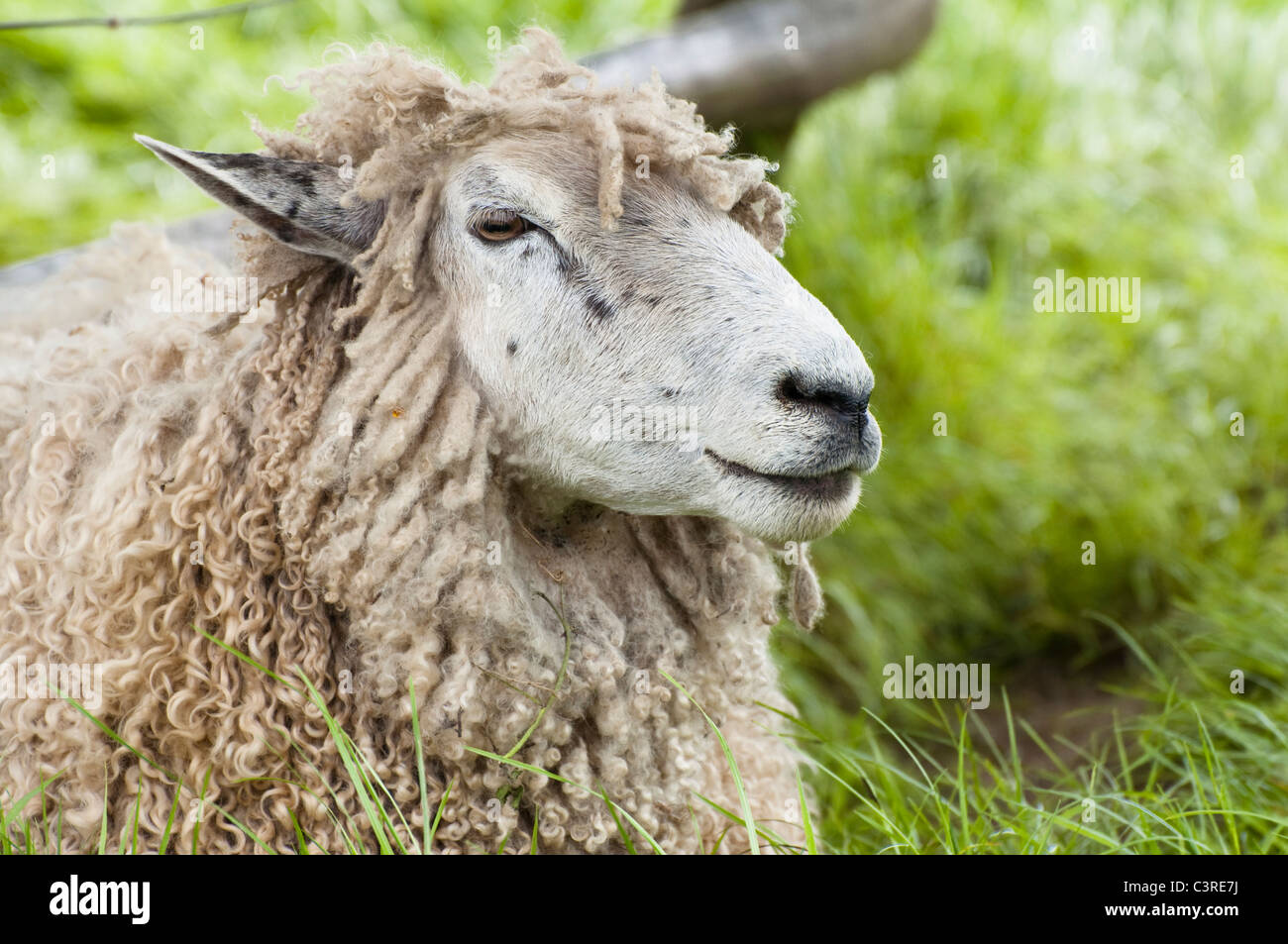 Side view of  head of a Cotswold lion sheep .  Cotswolds, UK. Stock Photo