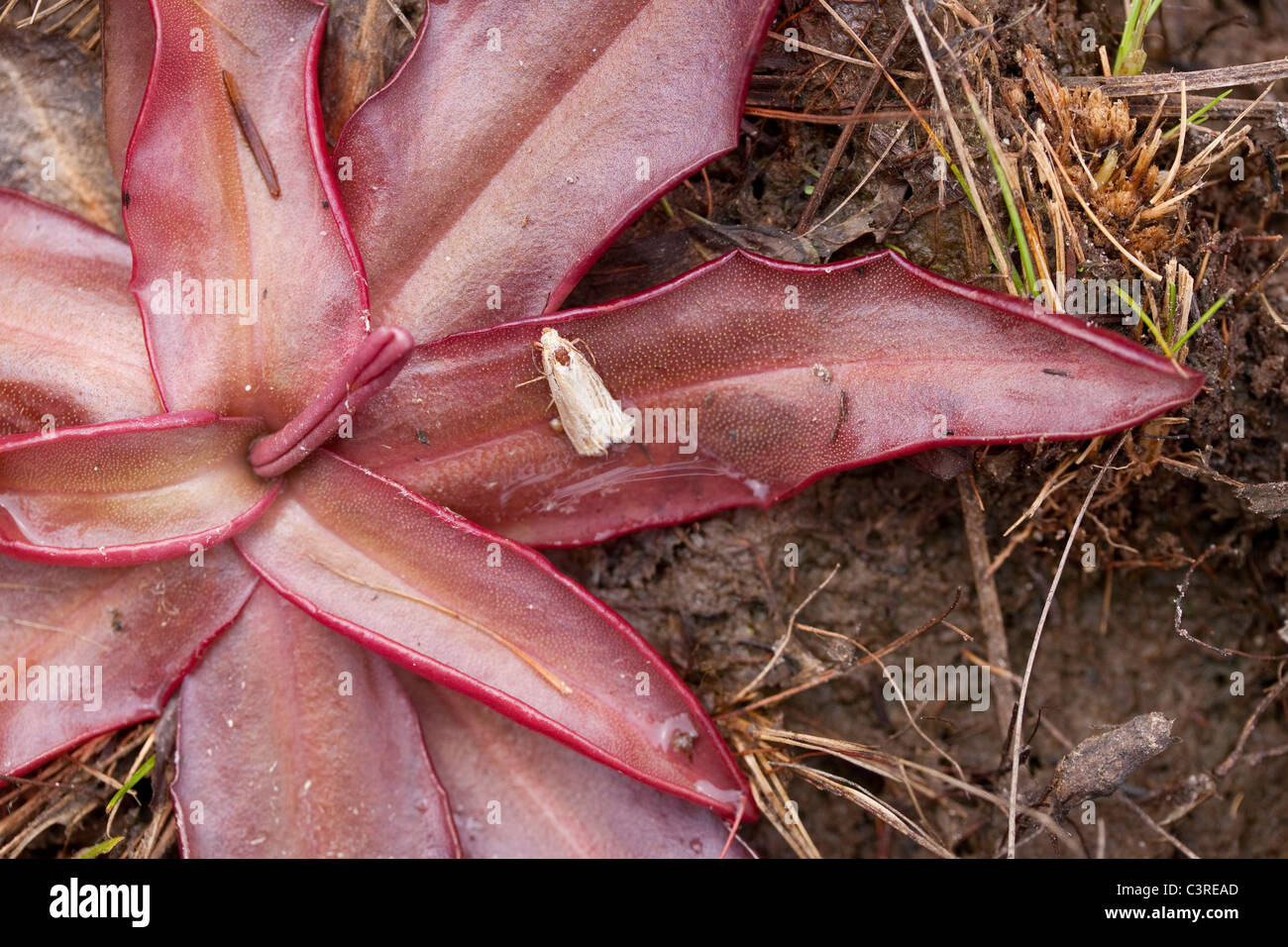 Chapman's Butterwort (Pinguicula planifolia), seepage bog, Gulf coastal plain, Longleaf Pine ecosystem, SE USA, by Dembinsky Photo Assoc Stock Photo