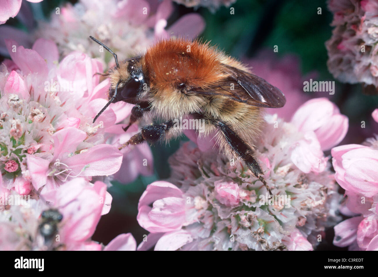 Brown-banded carder bumble bee (Bombus humilis: Apidae) overwintered queen foraging on thrift, UK Stock Photo