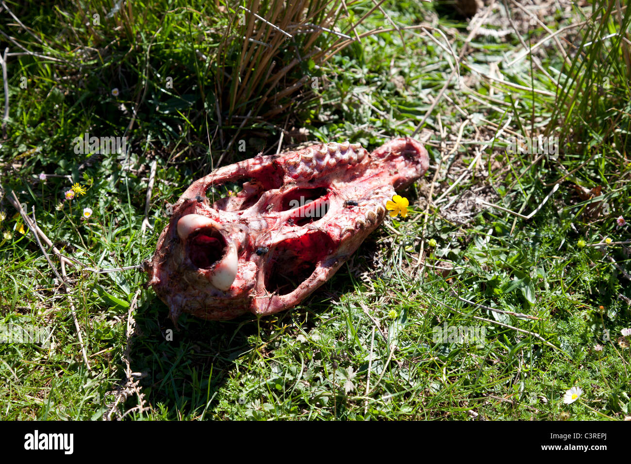 Fresh sheep's remains in the mountain (Atlantic Pyrenees - France). Restes de mouton tué dans la montagne Pyrénéenne (France). Stock Photo