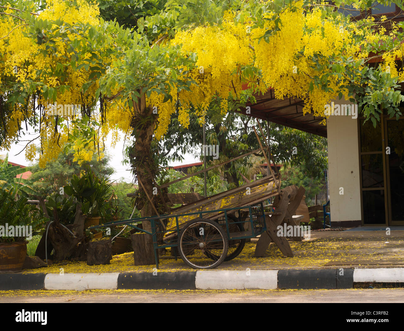 golden shower tree in bloom Stock Photo - Alamy