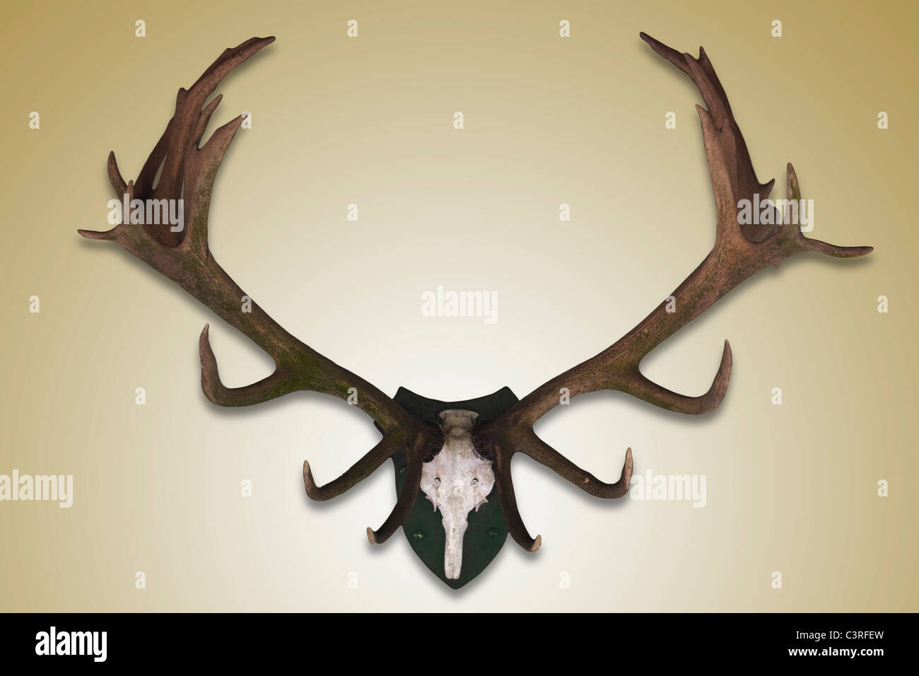 Deer antler on coloured background Stock Photo - Alamy