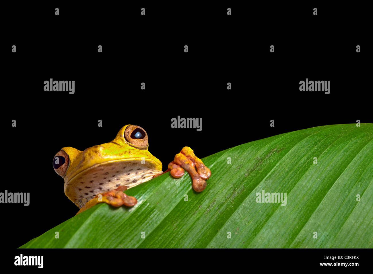 green tree frog on leaf in tropical amazon rainforest background with