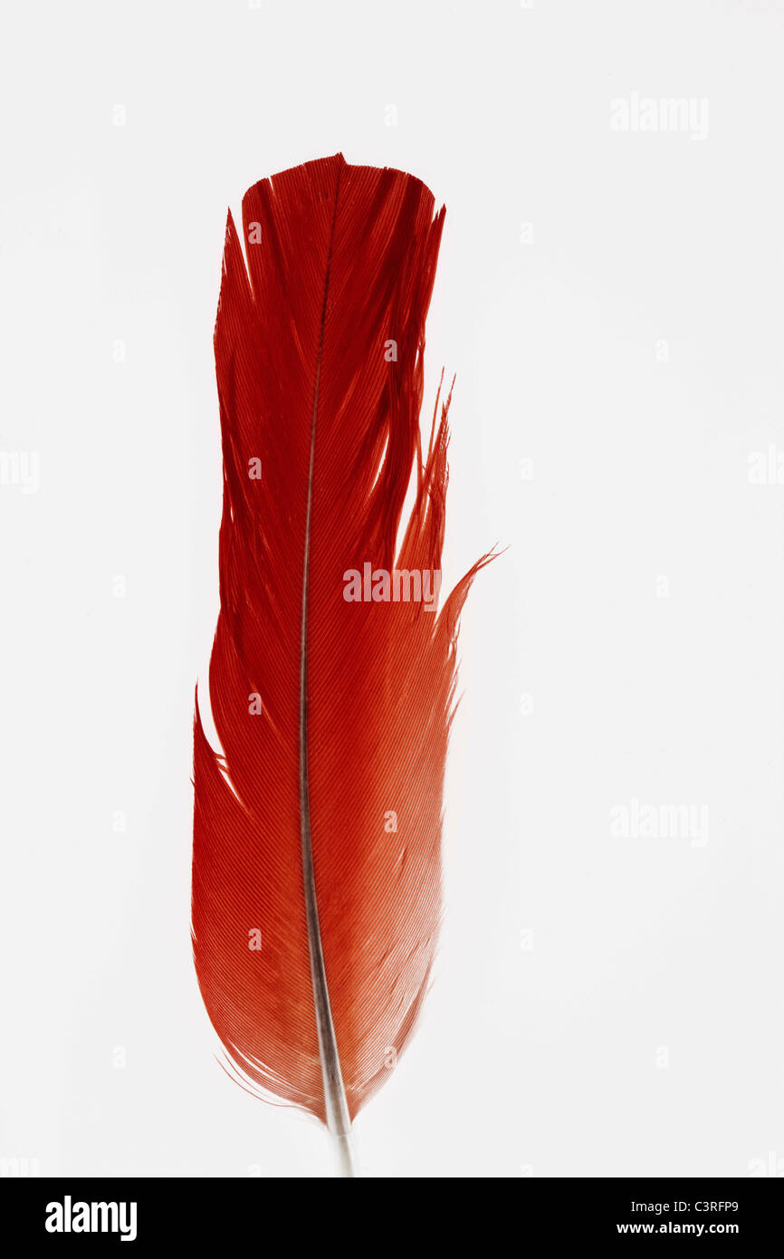 Red feather against white background Stock Photo Alamy