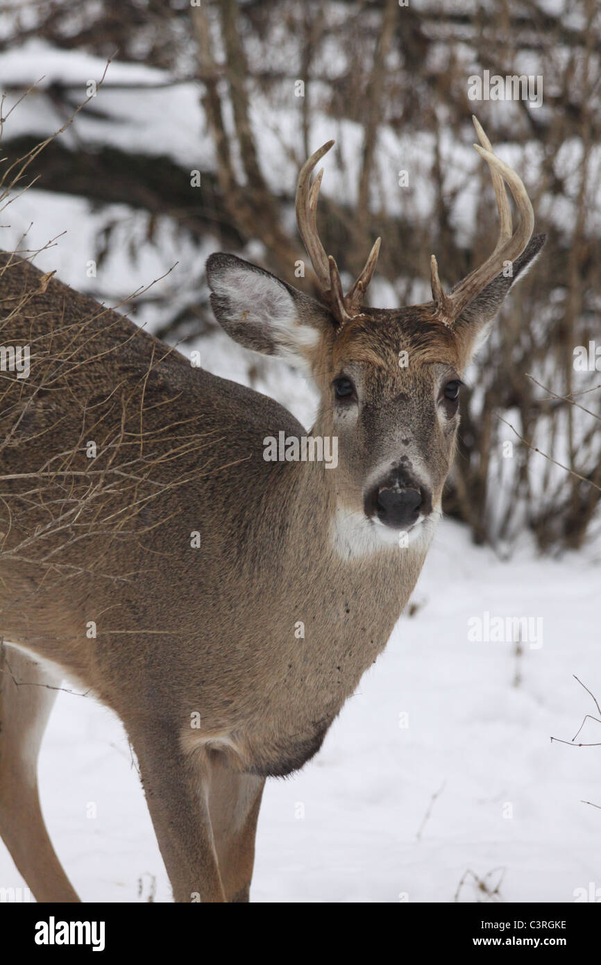 8 point buck, white tail deer in the winter snow Stock Photo