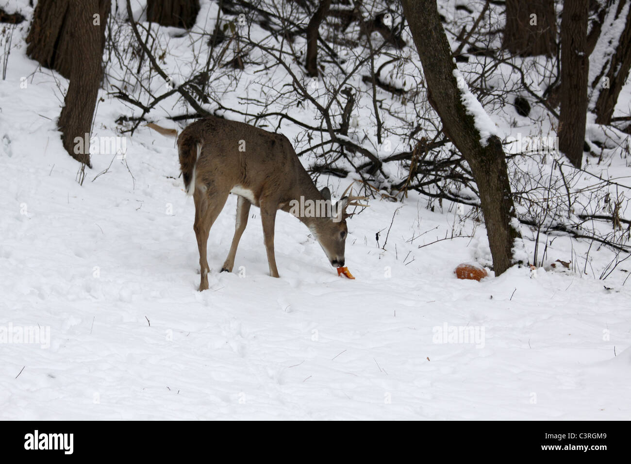 8 point white tail buck eating a pumpkin frozen in the snow Stock Photo