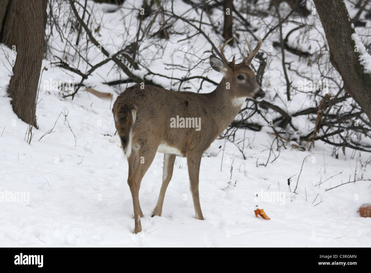 8 point white tail deer eating a frozen pumpkin in the winter snow Stock Photo