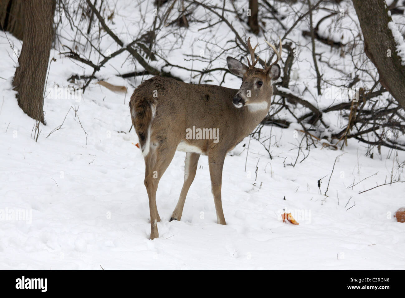 8 point white tail deer eating a frozen pumpkin in the winter snow Stock Photo