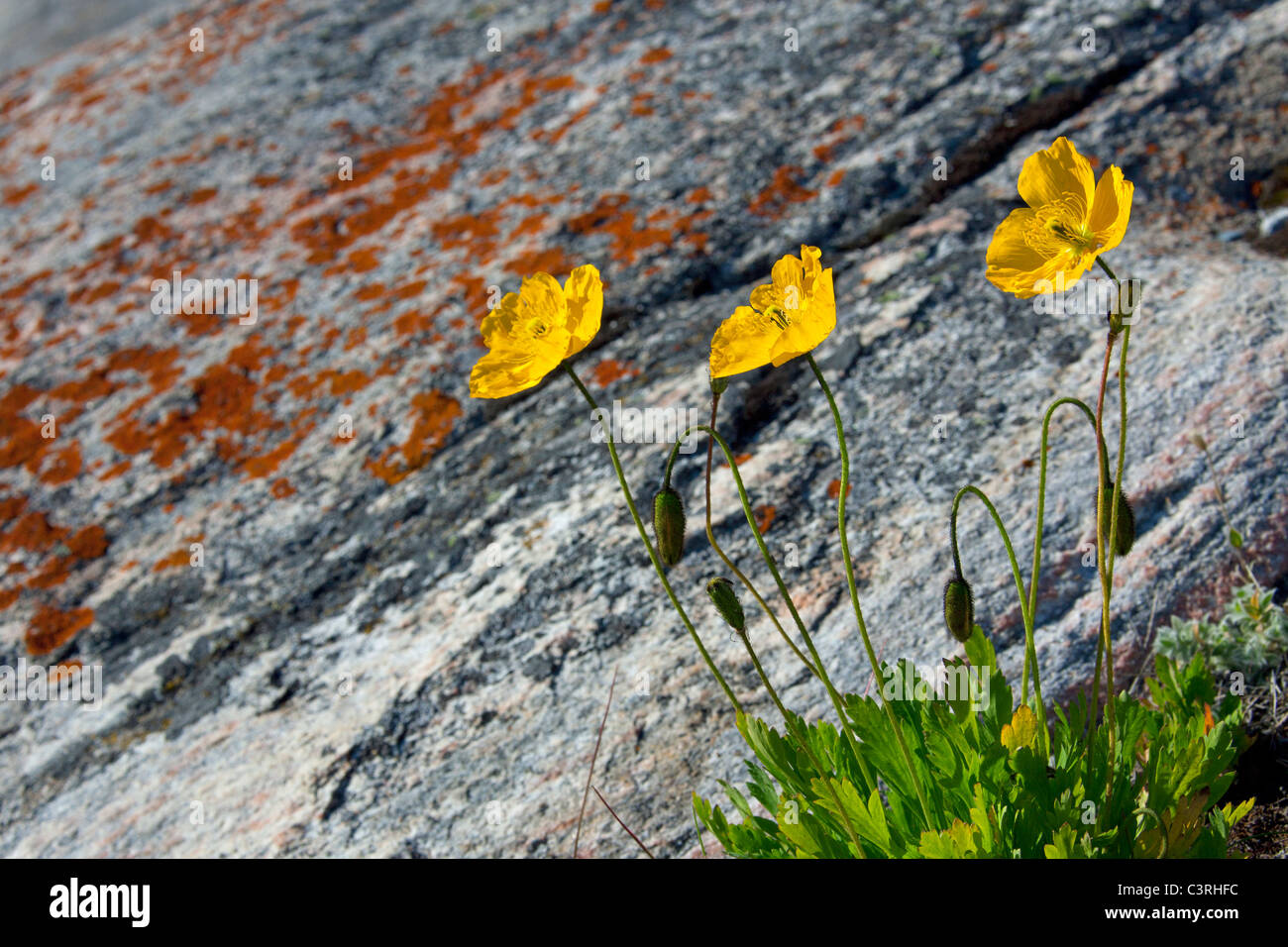 Arctic poppy (Papaver radicatum) flowering on rock, Disko-Bay, West-Greenland, Greenland Stock Photo