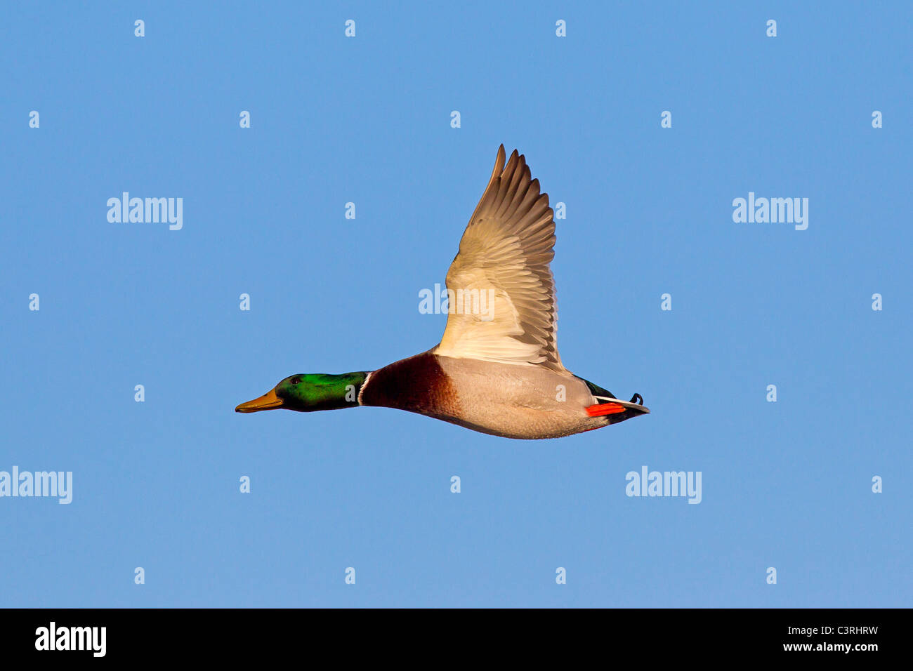 Mallard / Wild duck (Anas platyrhynchos) drake in flight Stock Photo