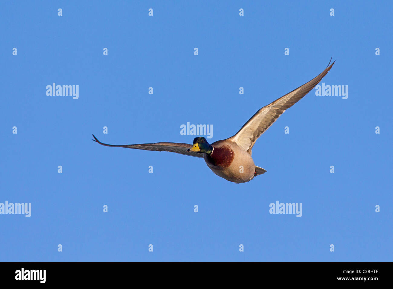 Mallard / Wild duck (Anas platyrhynchos) drake in flight Stock Photo