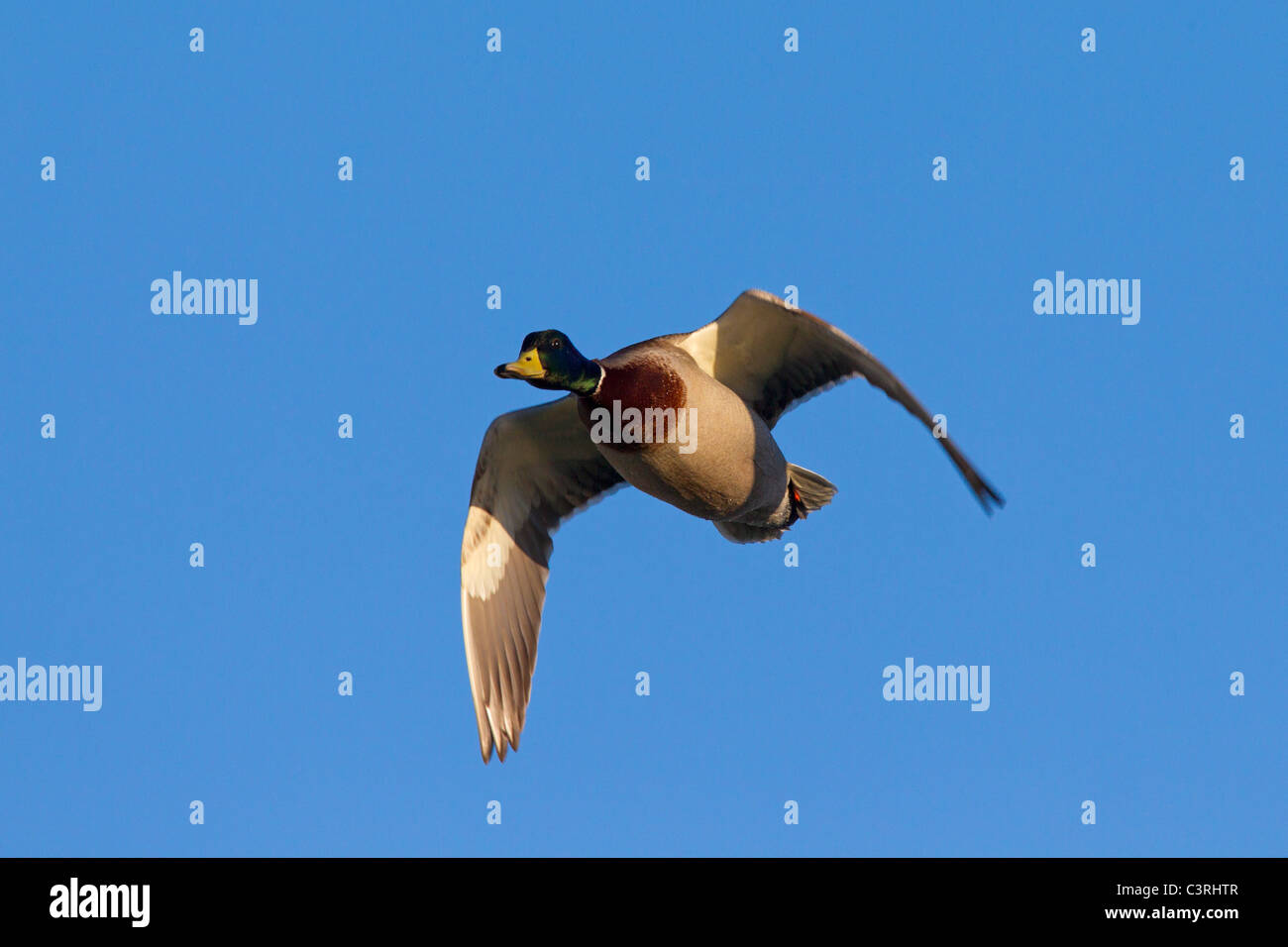Mallard / Wild duck (Anas platyrhynchos) male in flight Stock Photo