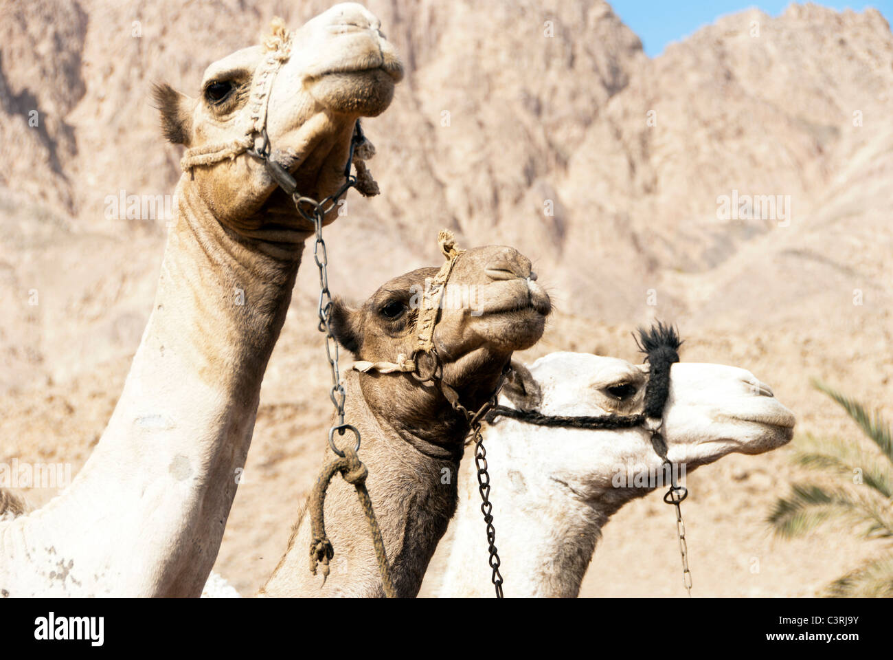 Camels - Sinai Peninsula, Egypt Stock Photo