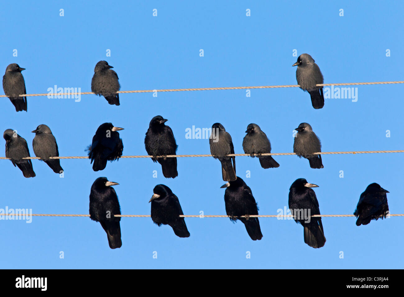 Rook (Corvus frugilegus) Dimensions & Drawings