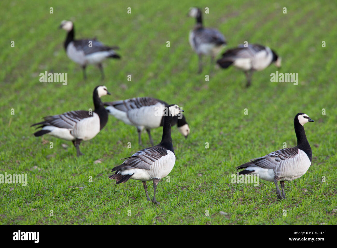 Flock of Barnacle geese (Branta leucopsis) foraging in field in spring, Sweden Stock Photo