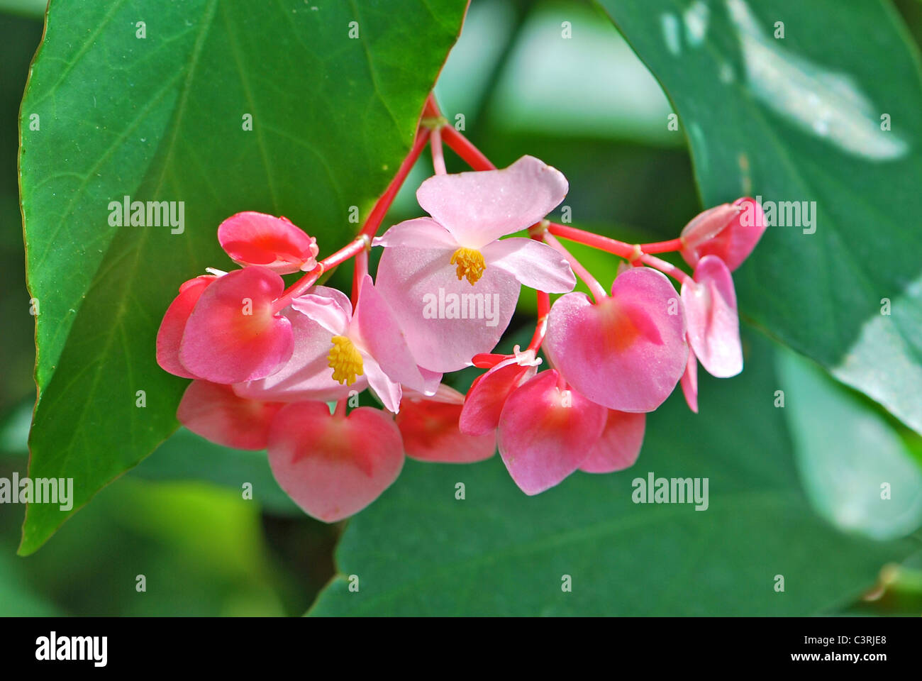 Pastel pink tropical leaves hi-res stock photography and images - Alamy