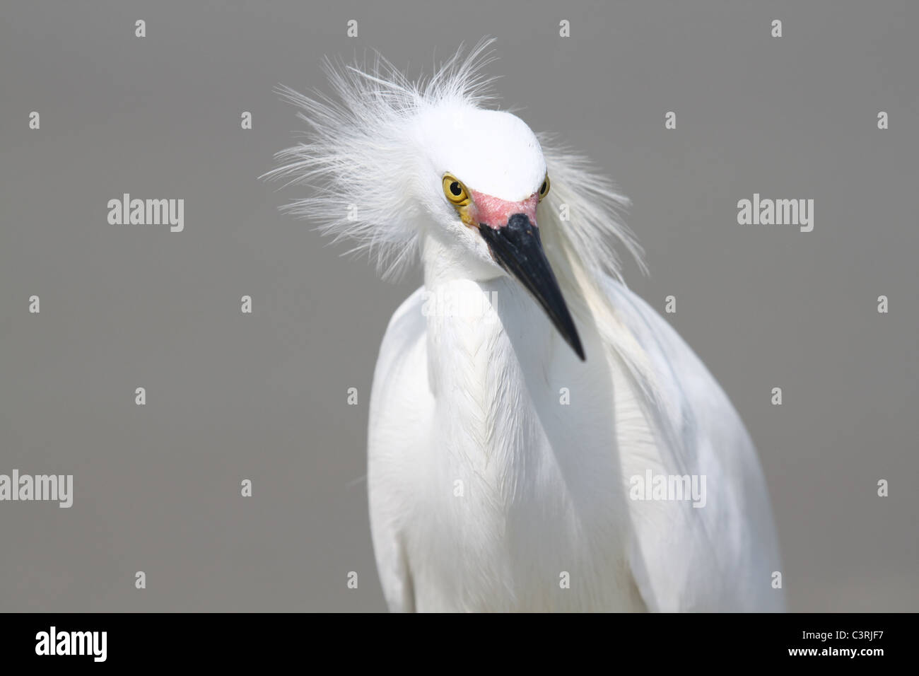 Great White Egret close up Stock Photo
