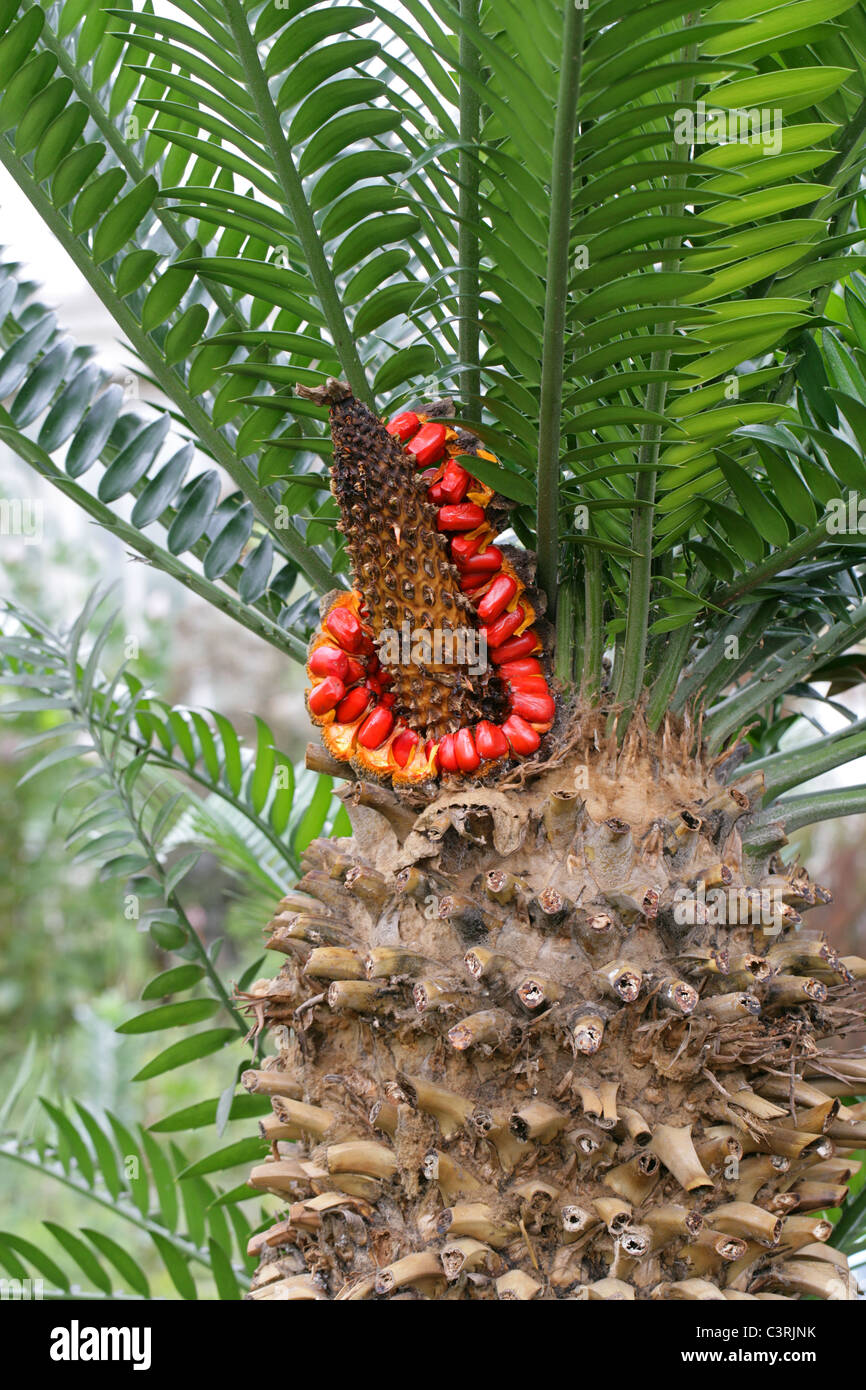 Breadpalm or Broodboom, Encephalartos longifolius, Zamiaceae. A Rare Cycad from Eastern Cape Province, South Africa. Stock Photo