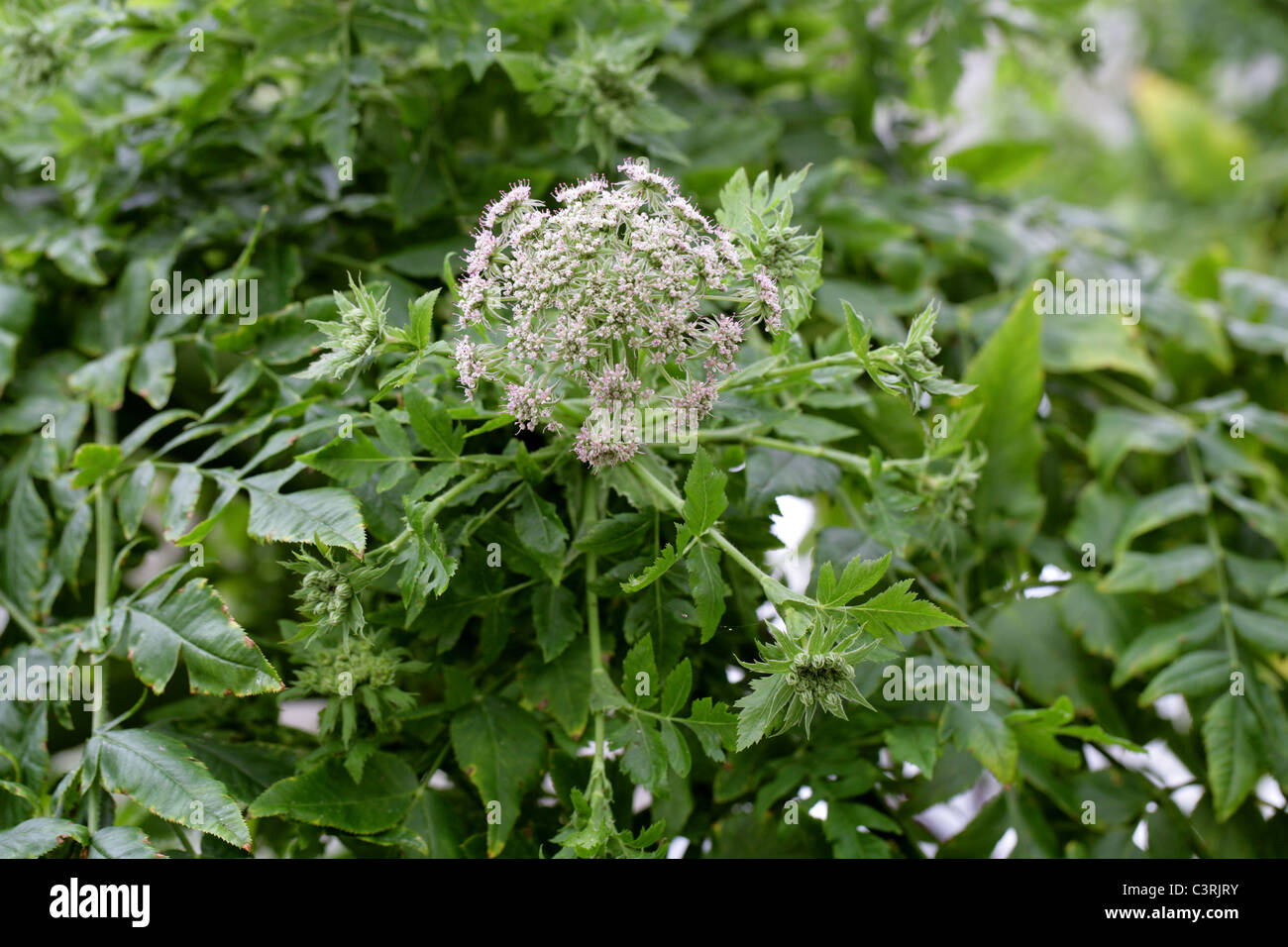 Non-Stinging Hogweed, Black Parsley, Cow Parsley, Melanoselinum decipiens, Apiaceae (Umbelliferae). Macaronesia. Stock Photo