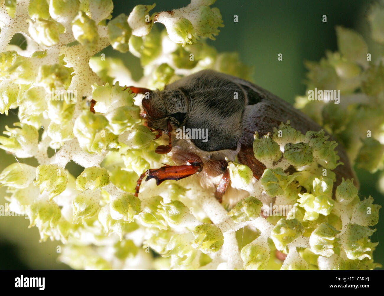 Maybug or Cockchafer, Melolontha melolontha, Melolonthinae, Poxviridae, Coleoptera. Stock Photo