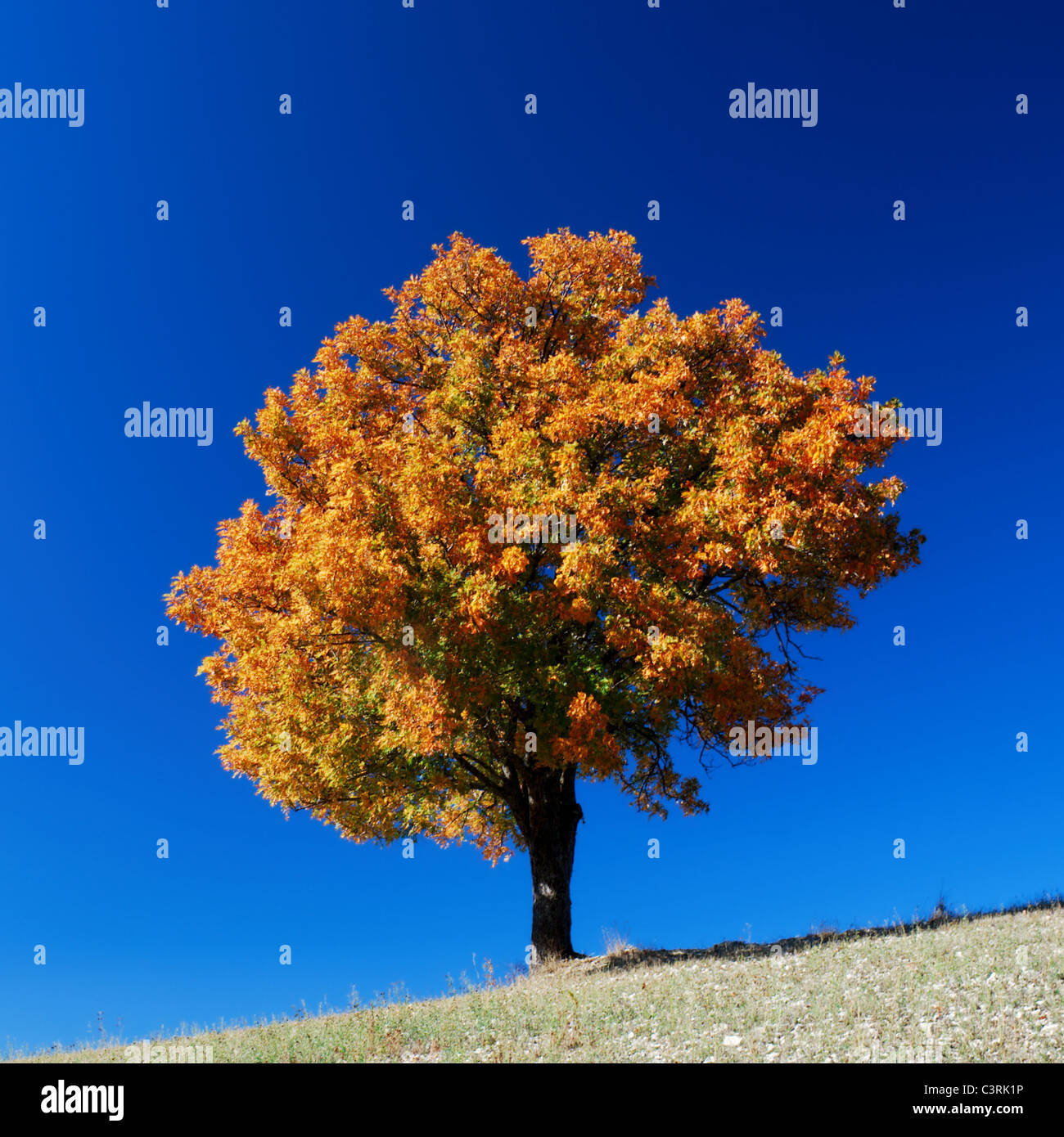 Tree in bright fall colors under clear blue sky Stock Photo