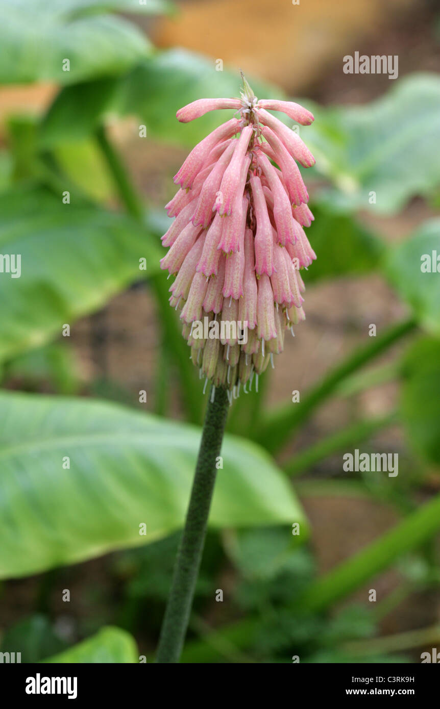 Forest Lily or Sand Onion, Veltheimia bracteata, Hyacinthaceae. Cape Province, South Africa. Stock Photo