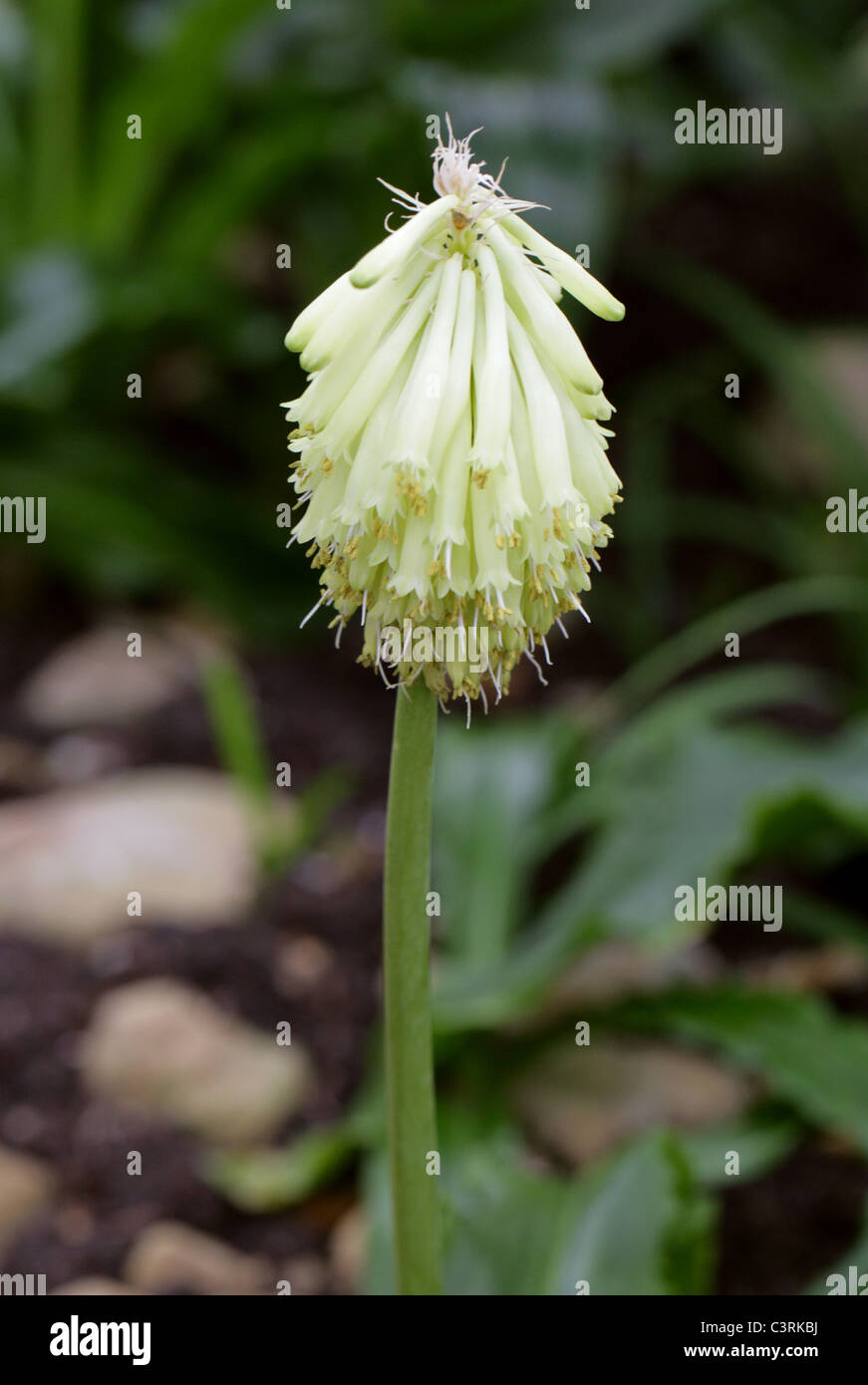 Forest Lily or Sand Onion, Veltheimia bracteata, Hyacinthaceae. Cape Province, South Africa. Stock Photo