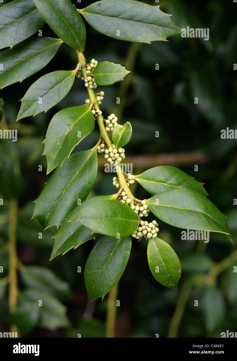 Holly, Ilex colchica, Aquifoliaceae. Caucasus, Turkey. Stock Photo