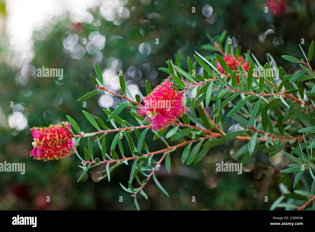 Crimson Bottlebrush, Lampborste (Callistemon citrinus Stock Photo Alamy