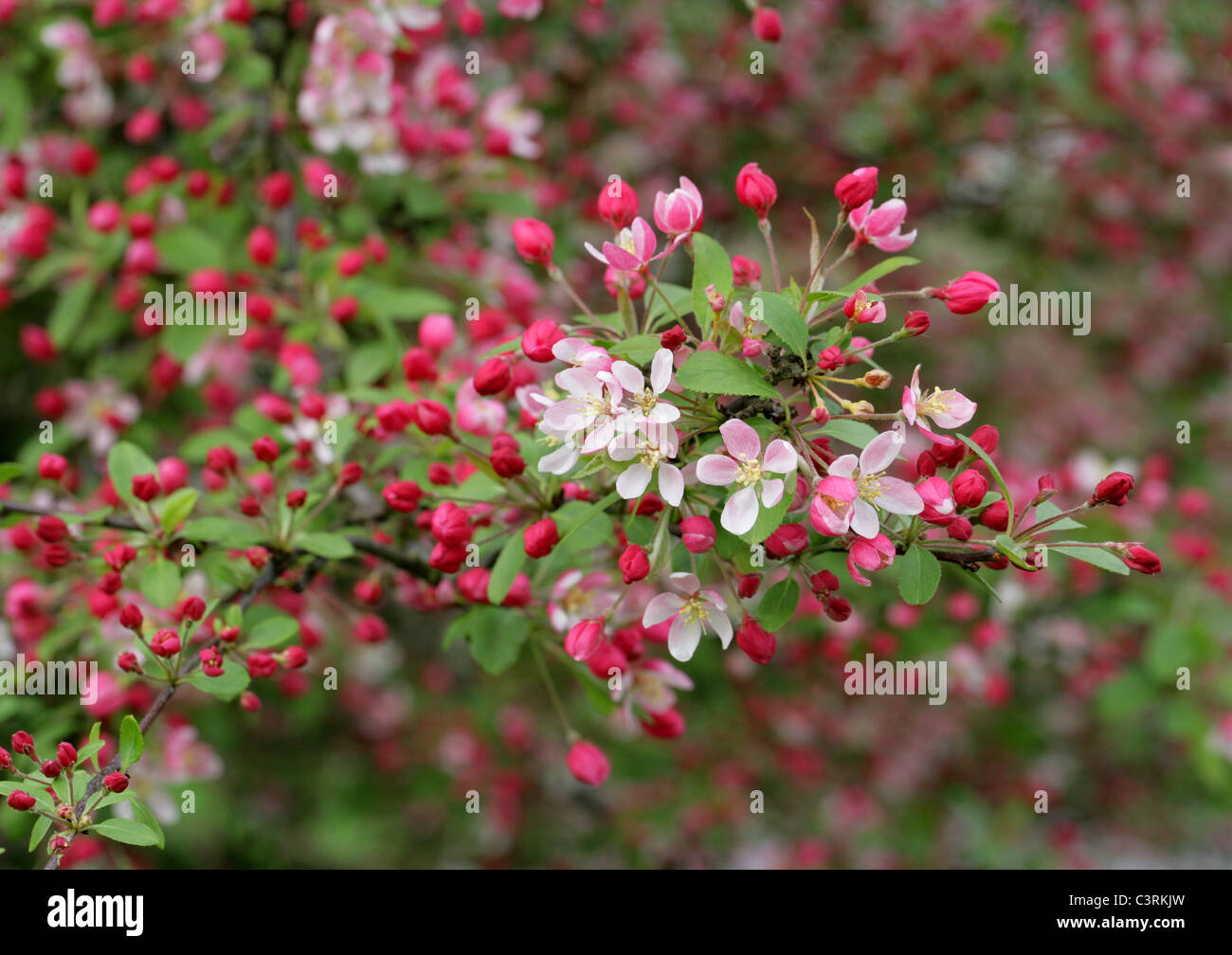 Japanese Flowering Crabapple, Malus floribunda, Rosaceae. Japan and Korea. Stock Photo