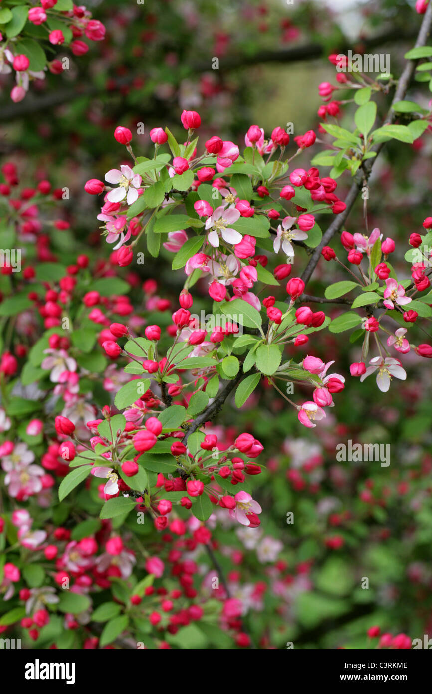 Japanese Flowering Crabapple, Malus floribunda, Rosaceae. Japan and Korea. Stock Photo