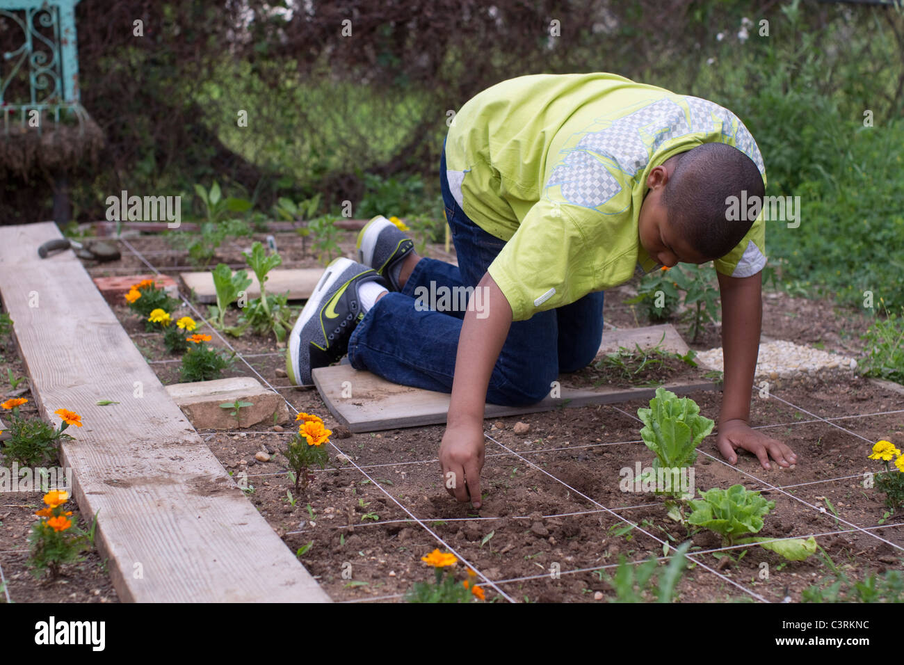 Middle school student  in the Citizen Schools after-school program works in his group's vegetable garden Stock Photo
