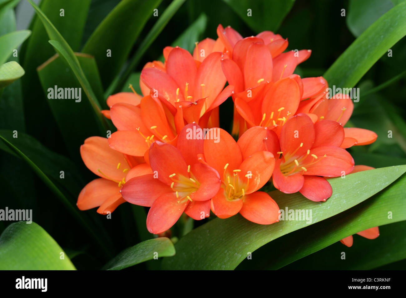 Kaffir Lily, Clivia miniata, Amaryllidaceae, South Africa. Aka Bush Lily or Boslelie in Afrikaans, or Umayime in Zulu. Stock Photo