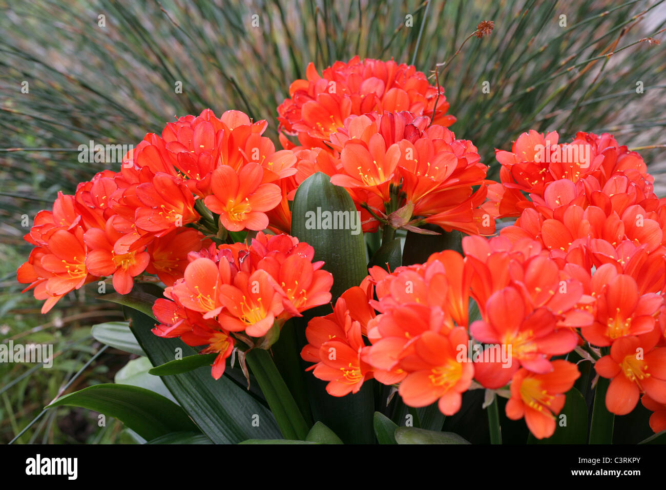 Kaffir Lily, Clivia miniata, Amaryllidaceae, South Africa. Aka Bush Lily or Boslelie in Afrikaans, or Umayime in Zulu. Stock Photo