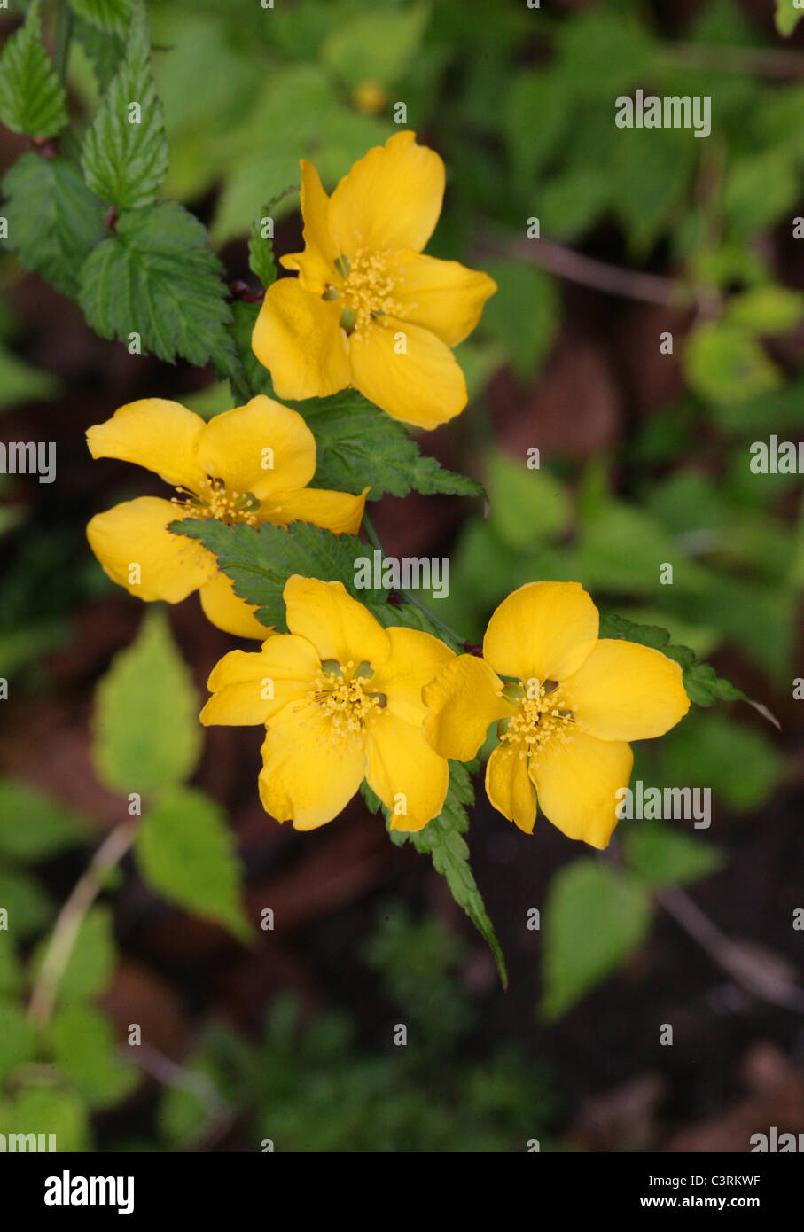 Kerria, Kerria japonica, Rosaceae. Native to Eastern Asia, in China, Japan and Korea. Stock Photo