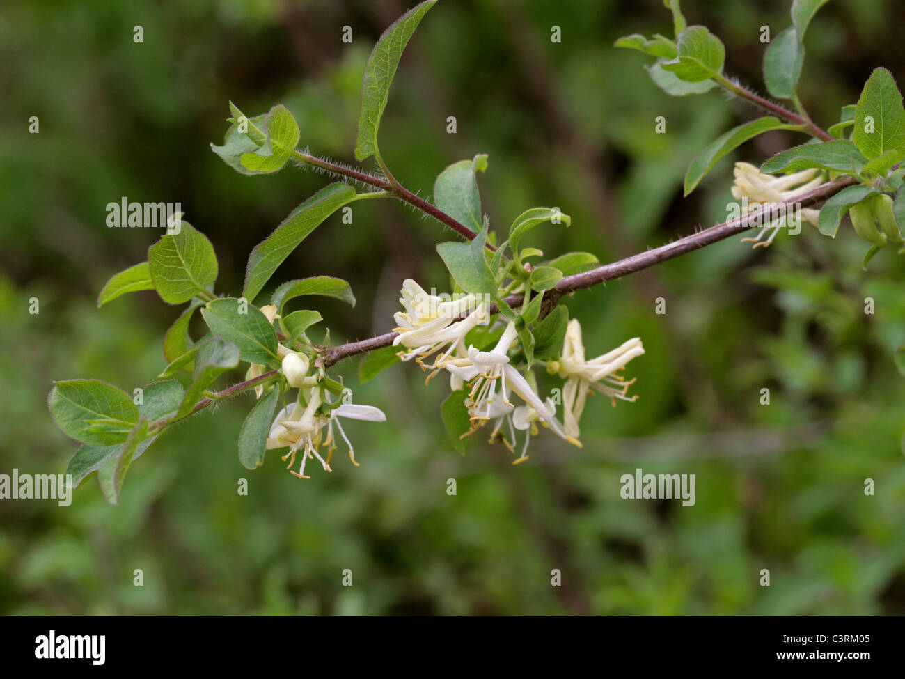 Honeysuckle, Lonicera zeravschanica, Caprifoliaceae. Uzbekistan, Russia, Asia. Stock Photo