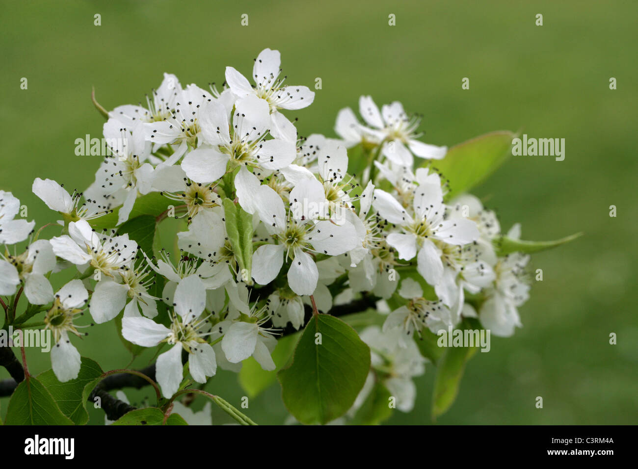 Chinese White Pear, Pyrus x bretschneideri, Rosaceae. China. Stock Photo