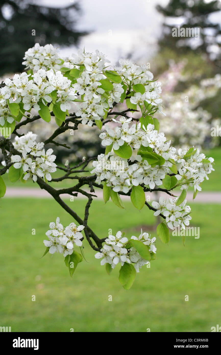 Chinese White Pear, Pyrus x bretschneideri, Rosaceae. China. Stock Photo