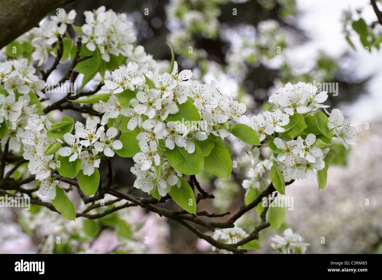 Chinese White Pear, Pyrus x bretschneideri, Rosaceae. China. Stock Photo