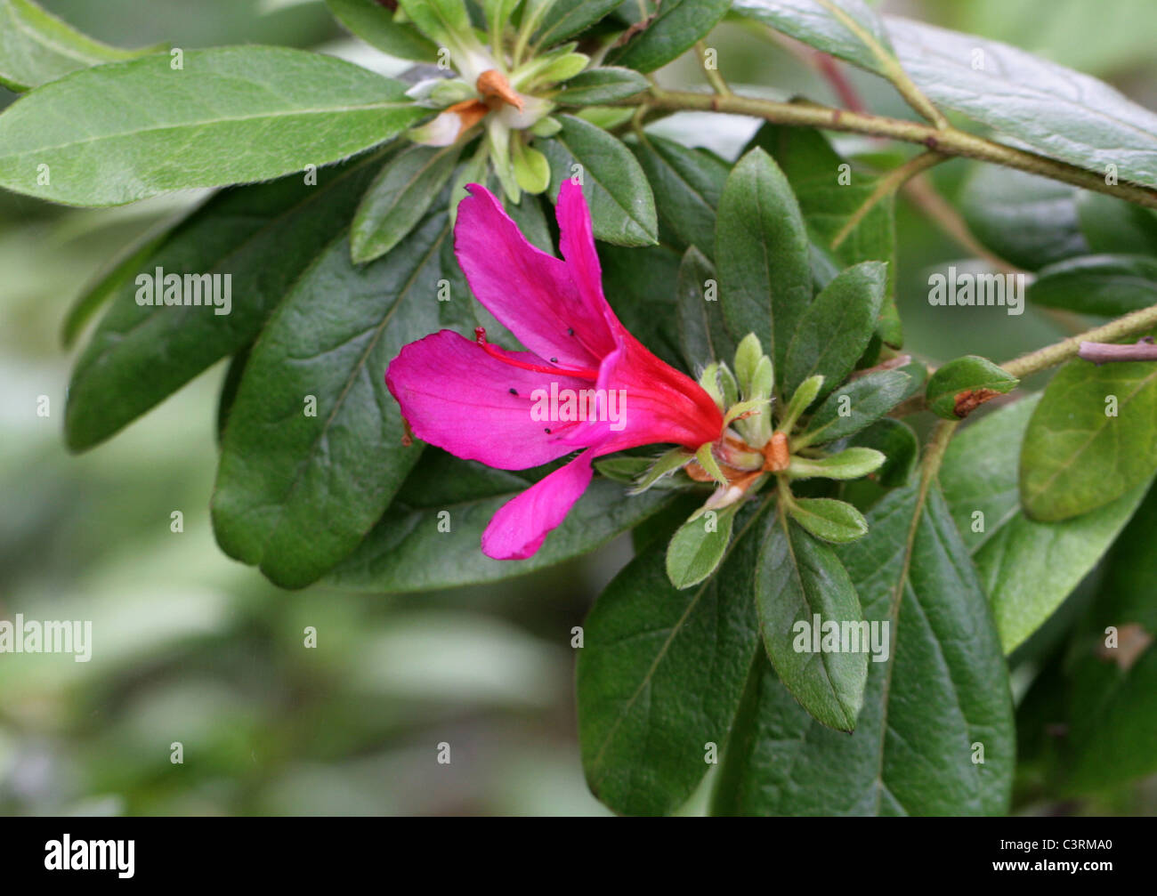 Indoor/Indian Azalea, Chinese Indica/Azalea, Chinese Honeysuckle, Sim’s Azalea, Rhododendron simsii (syn. Azalea indica). Asia. Stock Photo
