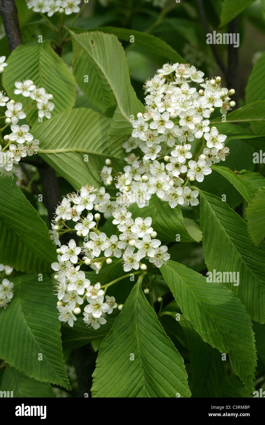 Chokeberry Leafed Whitebeam, Sorbus aronioides, Rosaceae, China. Stock Photo