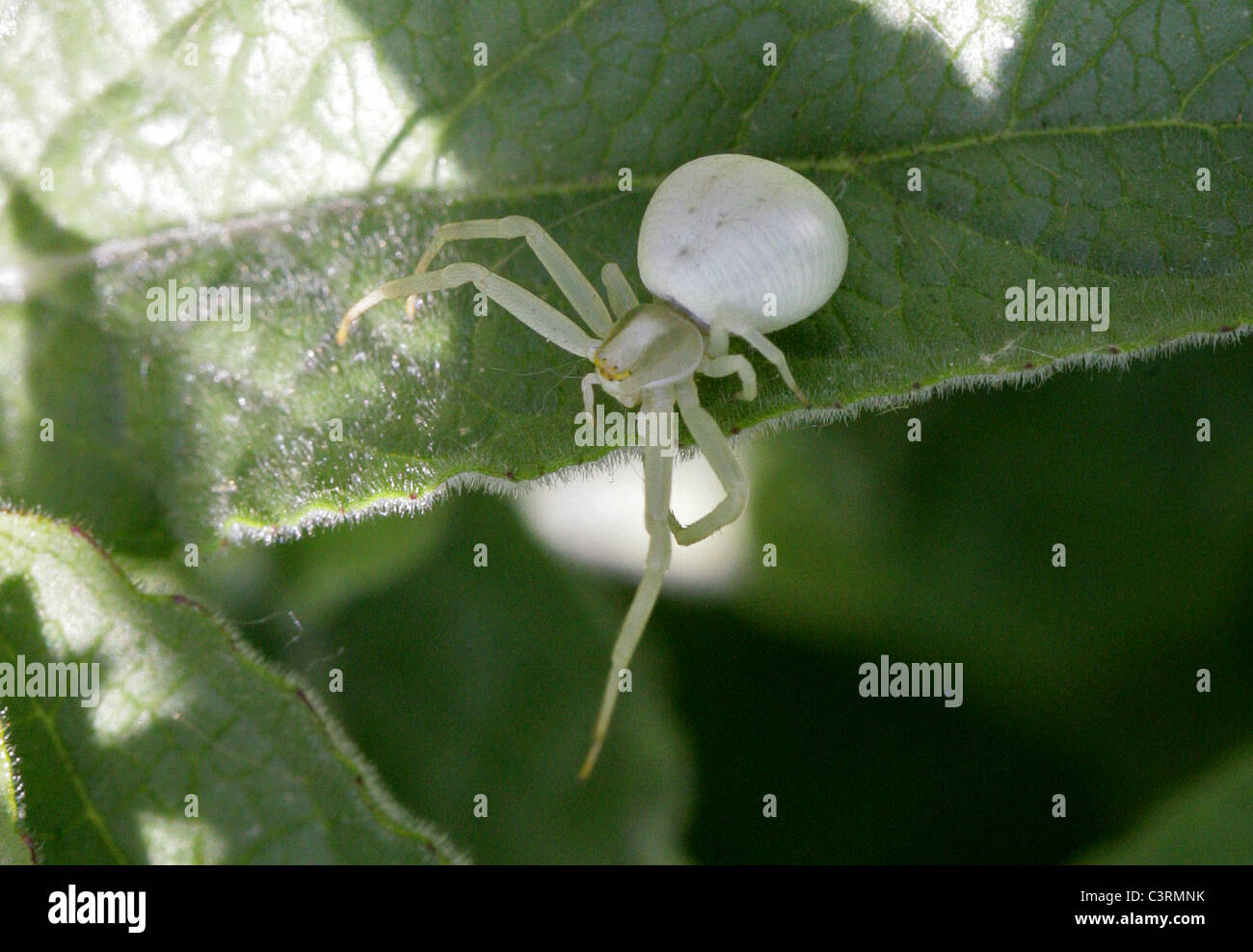 White Crab Spider Size