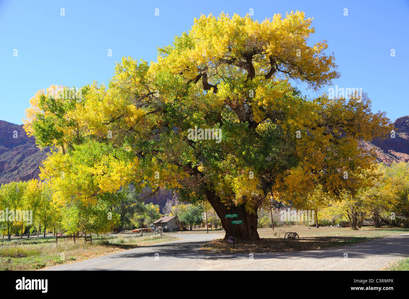 Old cottonwood tree hires stock photography and images Alamy