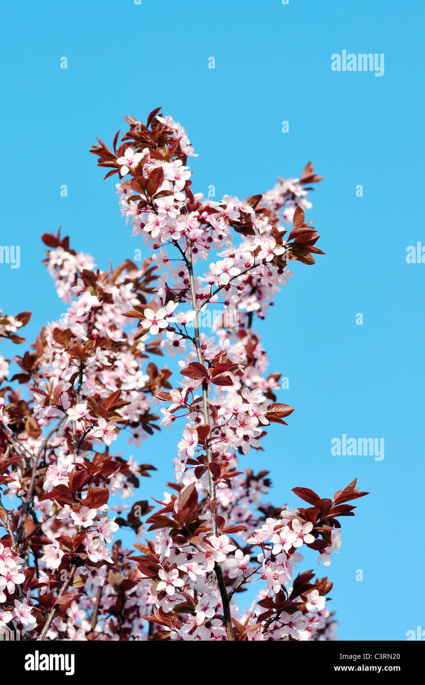 Pink cherry blossoms on a softly blurred background Stock Photo - Alamy