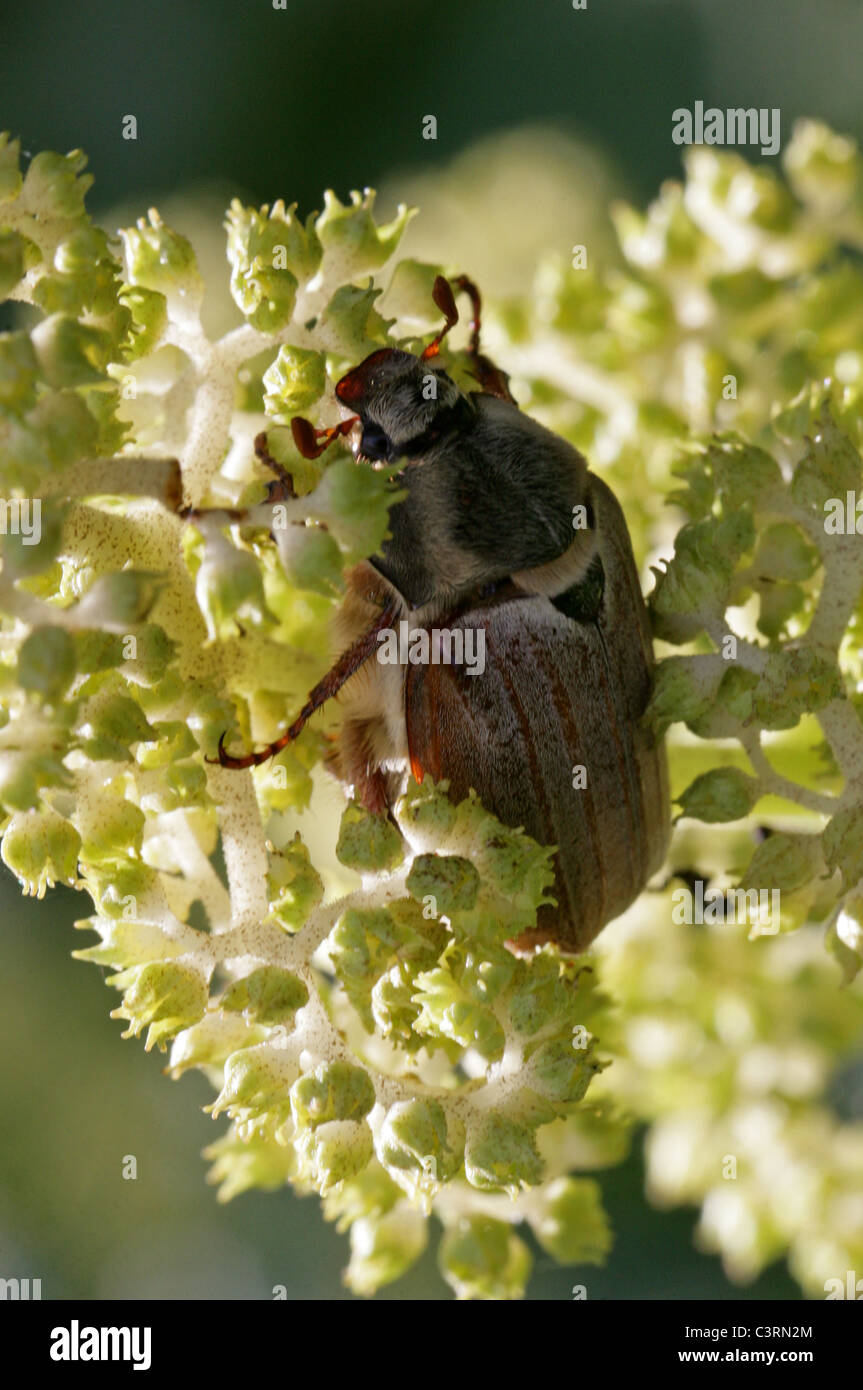 Maybug or Cockchafer, Melolontha melolontha, Melolonthinae, Poxviridae, Coleoptera. Stock Photo